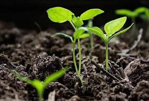 土壤水分測定儀 土壤水分測定儀