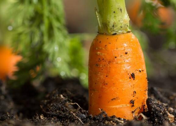 測土配方施肥儀 測土配方施肥儀