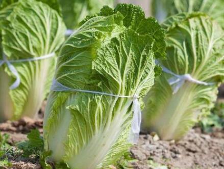 測土配方施肥儀 測土配方施肥儀