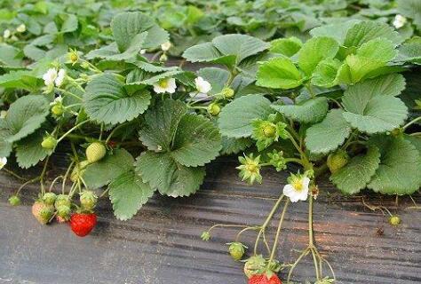 土壤重金屬檢測儀 土壤重金屬檢測儀