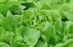 肥料養(yǎng)分檢測儀加快農(nóng)業(yè)科研進(jìn)程