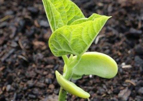 土壤微量元素速測儀 土壤微量元素速測儀