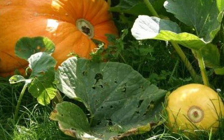 測土配方施肥儀 測土配方施肥儀