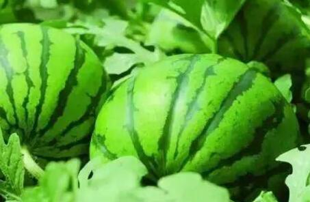 肥料養分檢測儀.jpg 肥料養分檢測儀.jpg