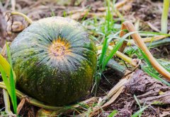 肥料養分測試儀讓農民測土更方便