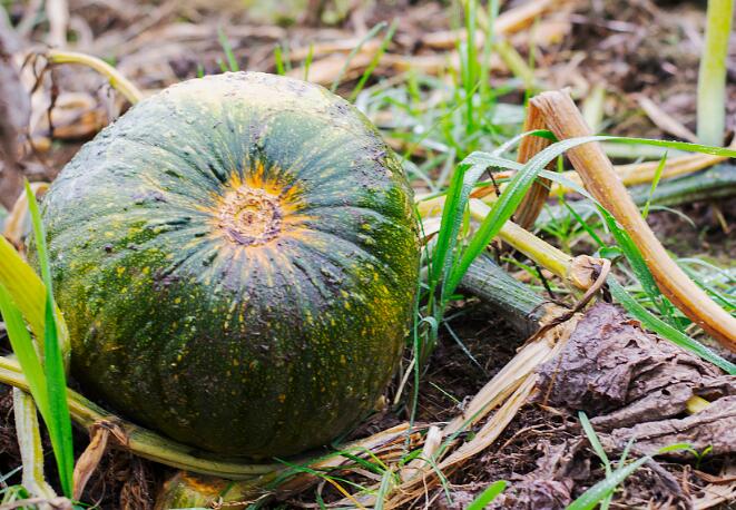 肥料養分測試儀 肥料養分測試儀