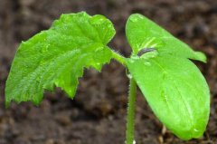 土壤肥料養(yǎng)分檢測(cè)儀需要專業(yè)人士操作嗎？