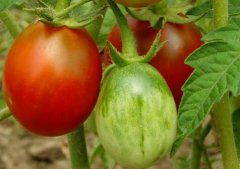 想要實(shí)現(xiàn)均衡施肥有必要使用測(cè)土配方施肥儀