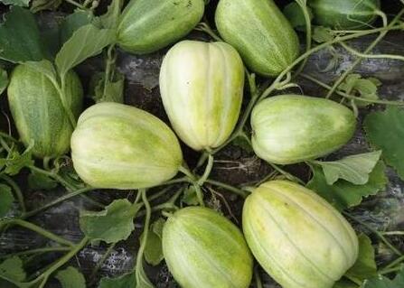 土壤養分測試儀 土壤養分測試儀