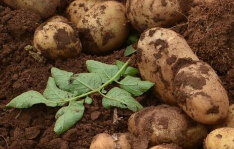 測土配方施肥儀 測土配方施肥儀