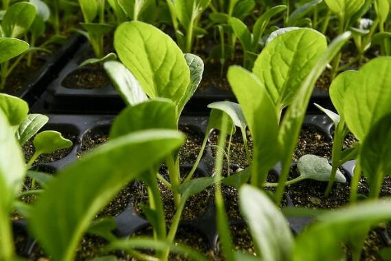 土壤酸堿度檢測儀 土壤酸堿度檢測儀