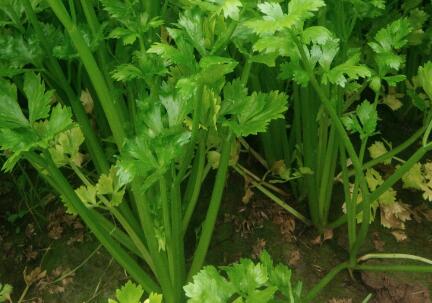 土壤肥料養分測試儀