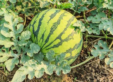 土壤養(yǎng)分測試儀 土壤養(yǎng)分測試儀