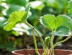 干旱地區(qū)需要配備土壤水分檢測(cè)儀