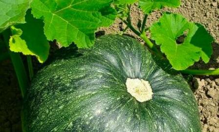 土壤養(yǎng)分檢測儀 土壤養(yǎng)分檢測儀