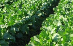 農(nóng)村地區(qū)有必要配備土壤pH值測定儀嗎？