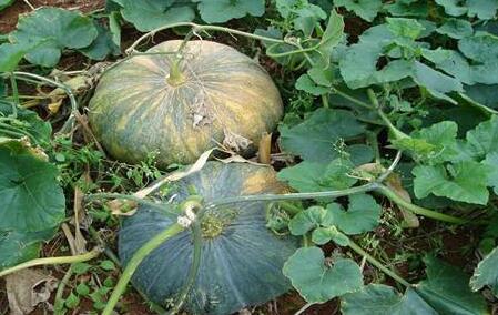 土壤氮磷鉀檢測儀 土壤氮磷鉀檢測儀