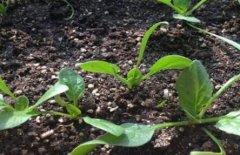 肥料養分測試儀提高精準施肥水平