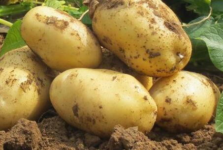 土壤養分速測儀 土壤養分速測儀