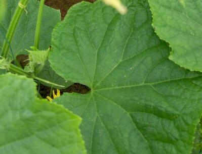 有機肥檢測儀 有機肥檢測儀