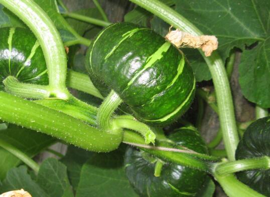 測土配方施肥儀 測土配方施肥儀