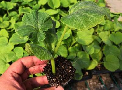 測土配方施肥儀 測土配方施肥儀