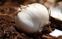 測土配方施肥儀對于新農(nóng)業(yè)發(fā)展有何影響？